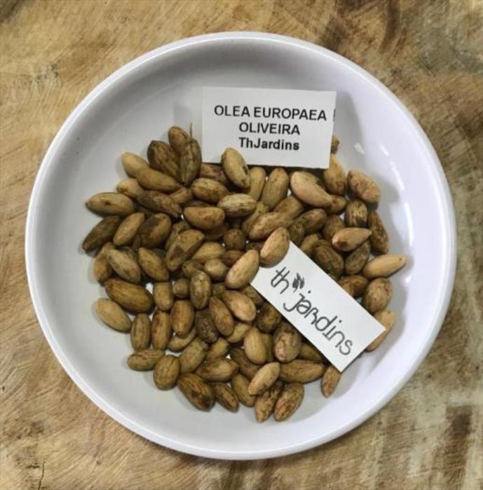 Olea europaea L. var. europaea - Oliveira, Azeitona, Oliveira Selvagem