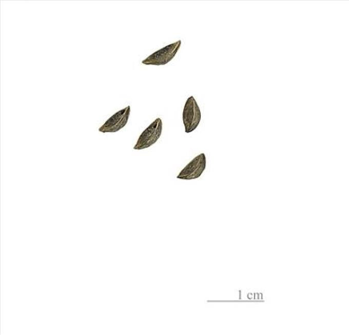 Asphodelus albus - Asfódelo Branco, Asfódelo de Líquen de Bordas Brancas