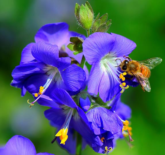 POLEMONIUM CAERULEUM - VALERIANA GREGA, ESCADA DE JACÓ