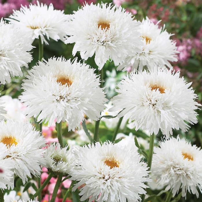 Leucanthemum superbum Crazy Daisy - Margarida Louca Dobrada, Margarida Shasta Dobrada, Double Shasta Daisy, Crazy Da