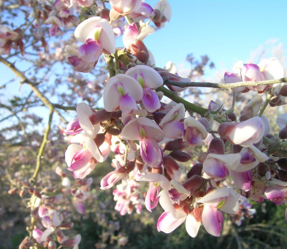 Olneya tesota - Madeira de Ferro do Deserto, Pau-Ferro do Deserto, Desert Ironwood