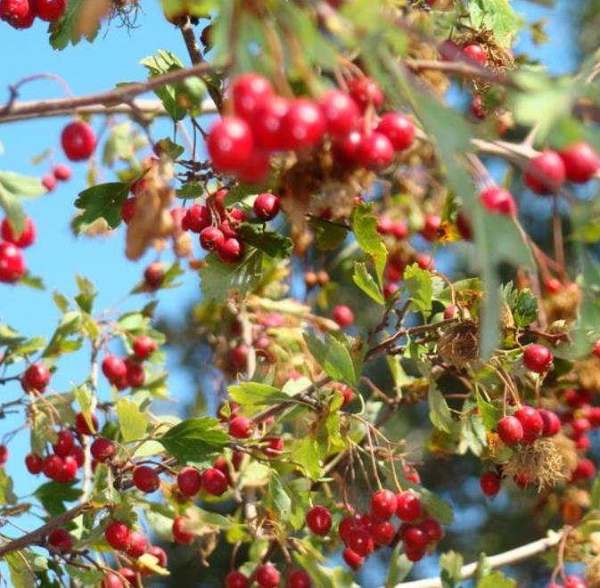 Crataegus azarolus - Planta do Coração, Espinheiro do Mediterrâneo, Azarole, Hawthorn Berry