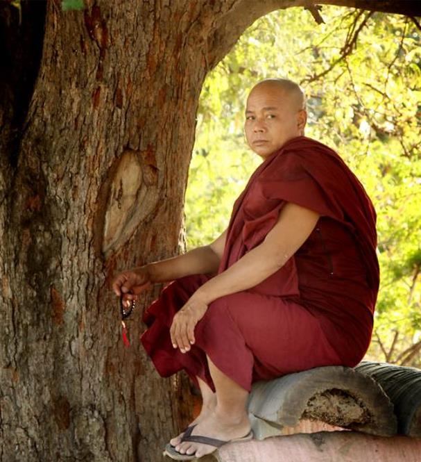 Ficus religiosa - Figueira Religiosa, Figueira dos Pagodes, Figueira Sagrada, Sacred Fig