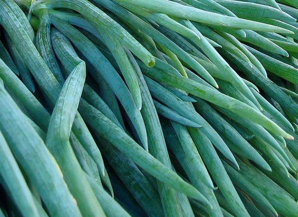 Allium Fistulosum Red Beard - Cebolinha Vermelha, Cebolinha Papai Noel, Cebolinha Red Beard