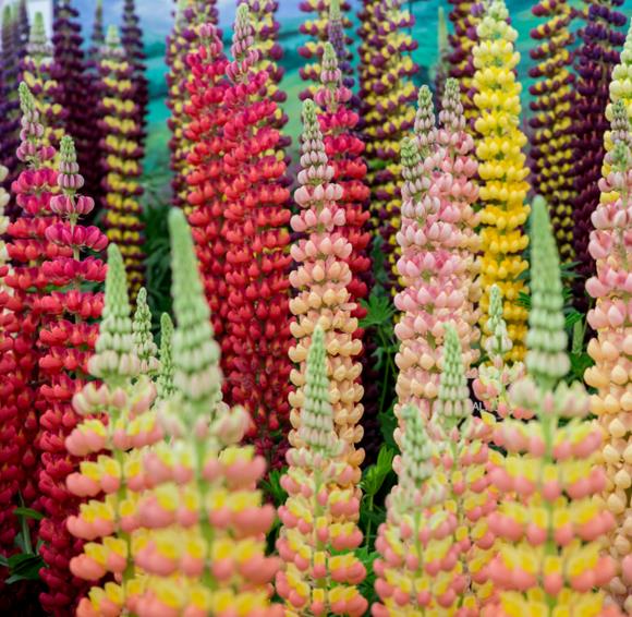 Lupinus polyphyllus New Millenium - Tremoço novo milênio, Tremoço novo milênio multi-colorido