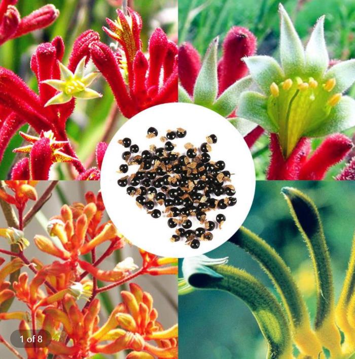 Anigozanthos flavidus - Pata de Canguru Rosa Amarela Laranja, Kangaroo Paw