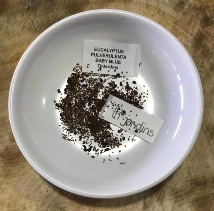 Eucalyptus pulverulenta 'Baby Blue' - Eucalipto Baby Blue, Eucalipto dos Floristas, Eucalipto Prata da Montanha