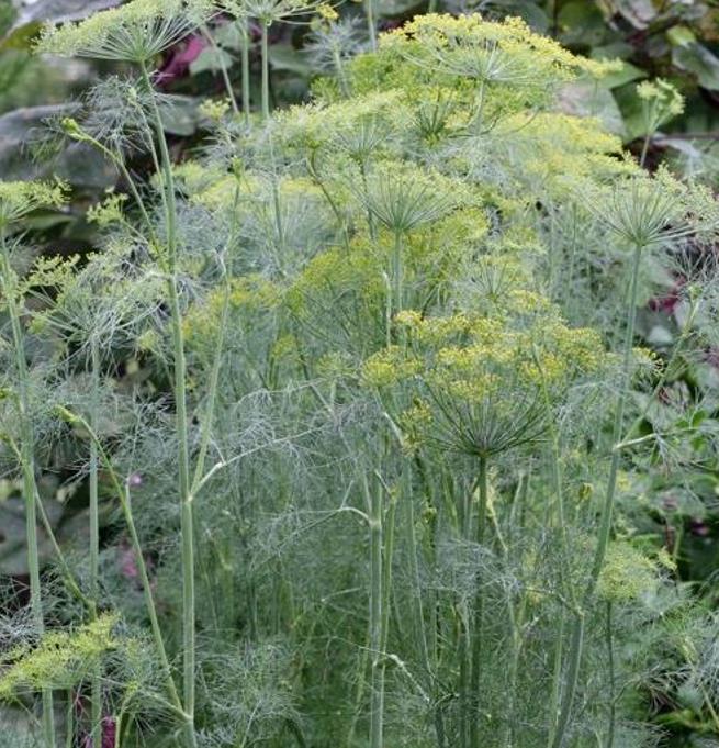 Anethum graveolens Mammoth (C.O) - Dill Mamute, Endro Gigante, Aneto Mamute