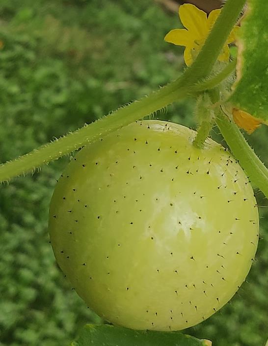 Cucumis melo Lemon Cucumber - Melão Pepino Doce