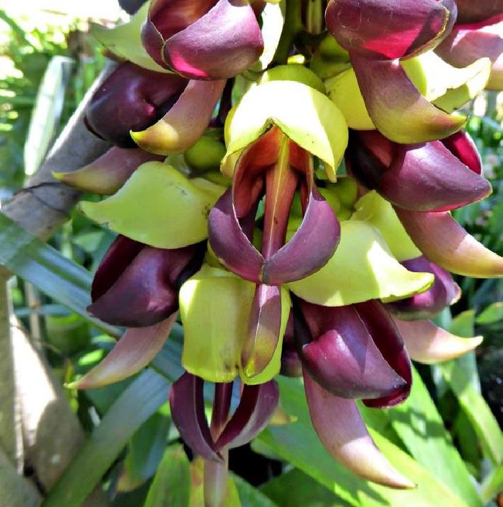 Mucuna macrocarpa - Trepadeira Jade Bicolor, Trepadeira Jade Negra