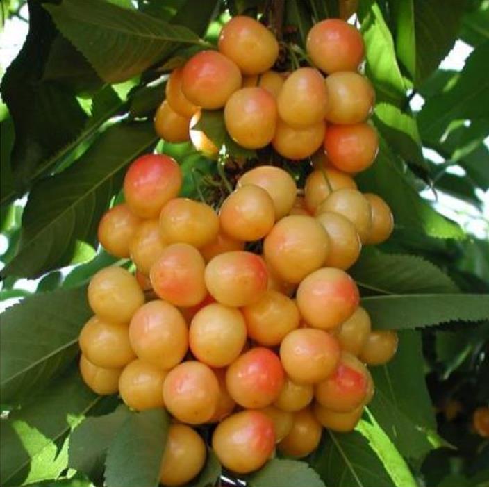 Prunus avium 'Bing' + Prunus avium 'Rainier' - Cereja Doce, Cereja de Natal