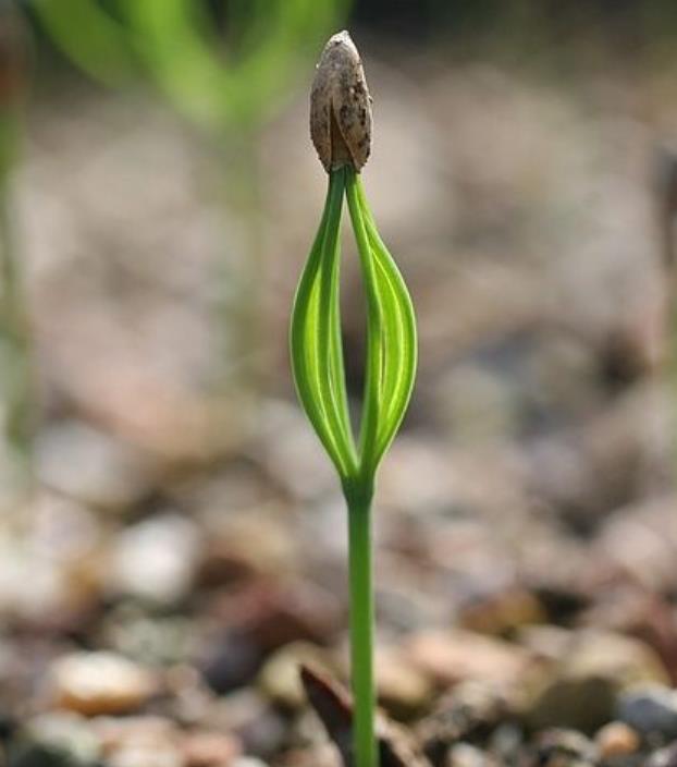 Pinus thunbergii - Pinheiro negro Japonês