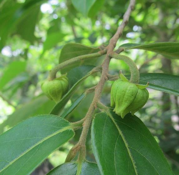 Huberantha cerasoides - Polyalthia cerasoides (Uvaria cerasoides) - Cereja Ashok, Cherry Ashok