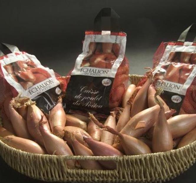 Allium cepa 'Cuisse de Poulet' Echalion (Allium ascalonicum) - Chalota Francesa, Échalote, Shallot