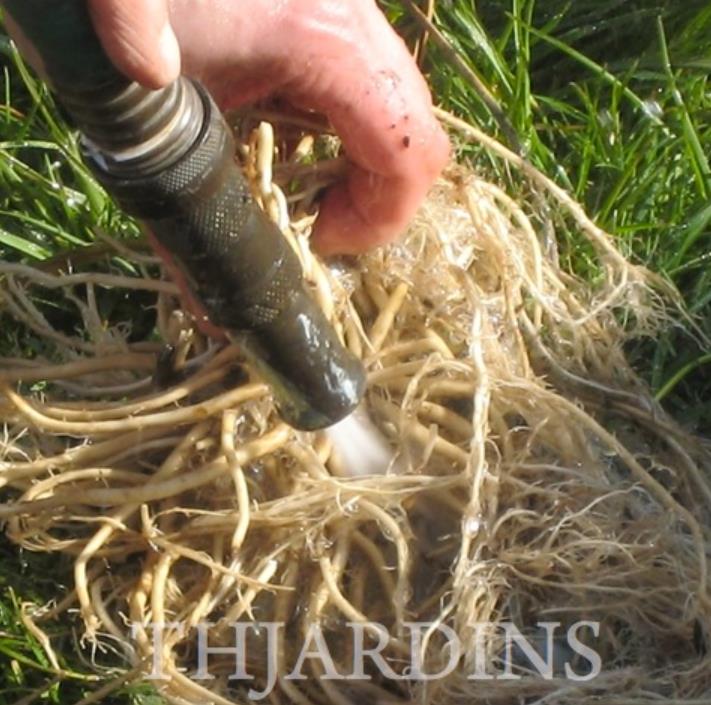Valeriana Officinalis Anthos - Erva De São Jorge, Valeriana