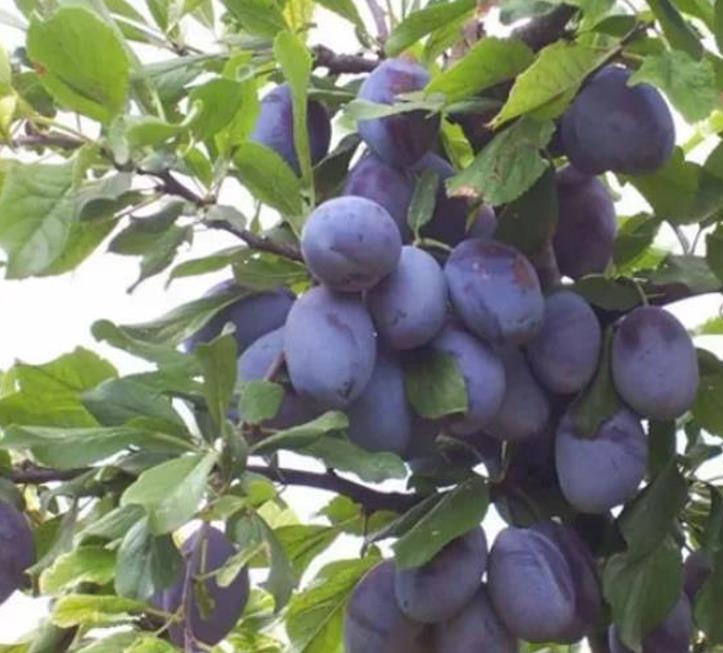 Prunus domestica 'Nutmeg Plum' - Ameixeira, Ameixa Noz-moscada, Ameixa Noz Moscada