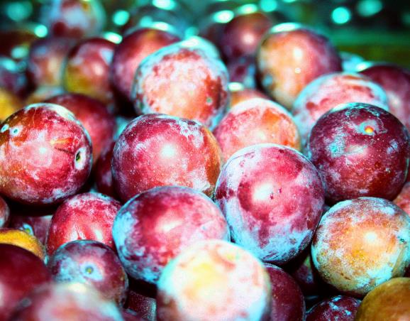 Prunus domestica 'Tricolor' - Ameixeira, Ameixa Tricolor