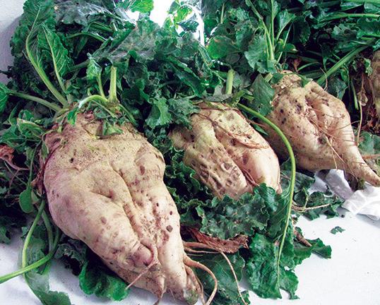 Beta Vulgaris Var. Saccharifera - Beterraba açucareira, beterraba sacarina, sugar beet, betterave