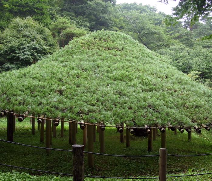 Pinus densiflora - Pinheiro japonês vermelho, Japanese red pine, Akamatsu