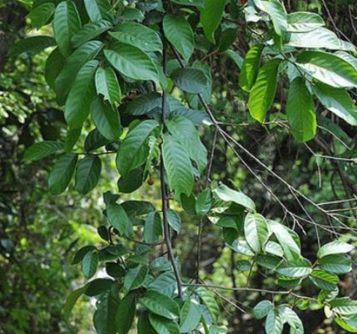 Uvaria littoralis  - Uvaria Litoral, Finger Fruit