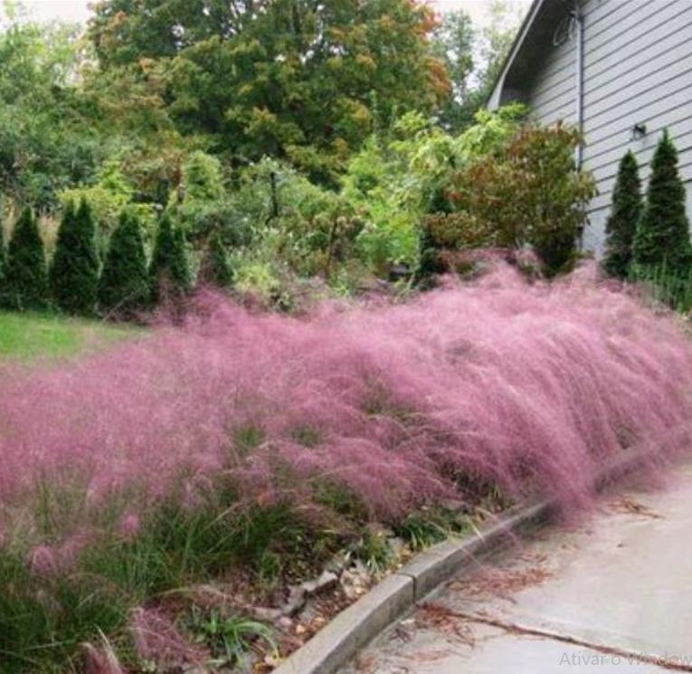 Muhlenbergia capillaris - Grama Rosa Ornamental, Grama Rosa, Muhlygrass, Mulhy Pink Grass, Sweetgrass