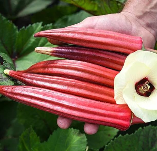 Abelmoschus esculentus Red Burgundy - Quiabo Vermelho Borgonha
