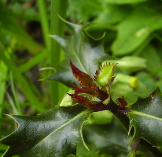 Ilex aquifolium - Azevinho, Arbusto de Natal, Azevim, Azevinheiro, Espinho-de-Cristo