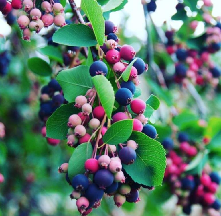 Amelanchier alnifolia - Cereja Saskatoon, Framboesa Saskatoon, Saskatoon Berry