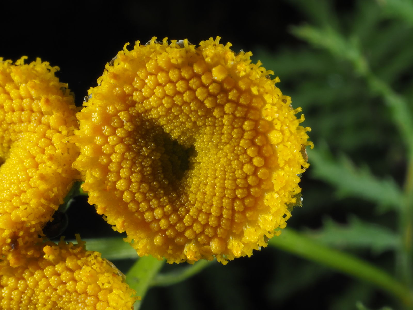Tanacetum vulgare - Catinga de Mulata, Atanásia, Tanaceto, Erva dos Vermes, Palma Crespa
