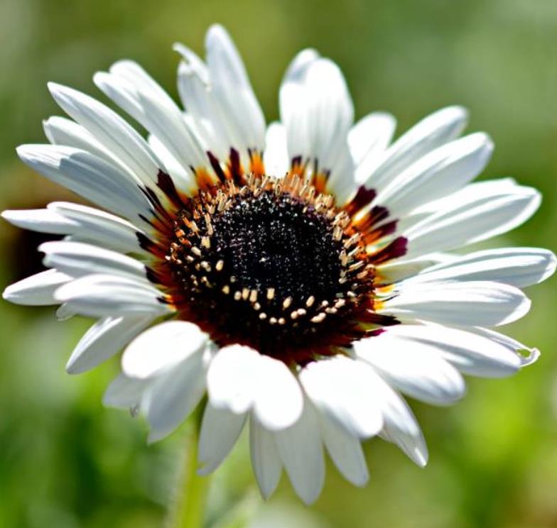 Arctotis fastuosa Alba Zulu Prince (Venidium fastuosum Alba) - Margarida Príncipe Zulu, Margarida Africana dos Olhos Neg
