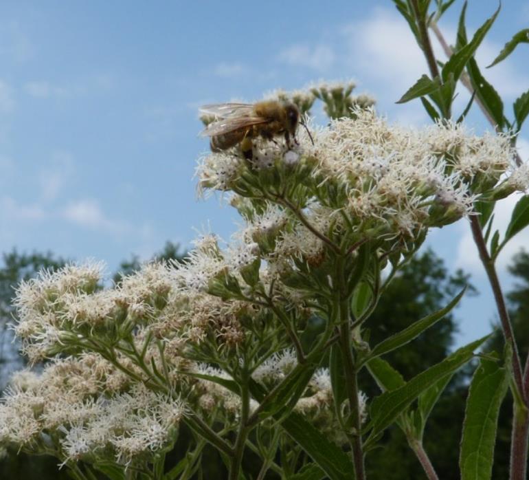Eupatorium perfoliatum - Boneset, Eupatório, Antimônio Vegetal, Suor Vegetal, Febre do Mar, Febre Beakbon
