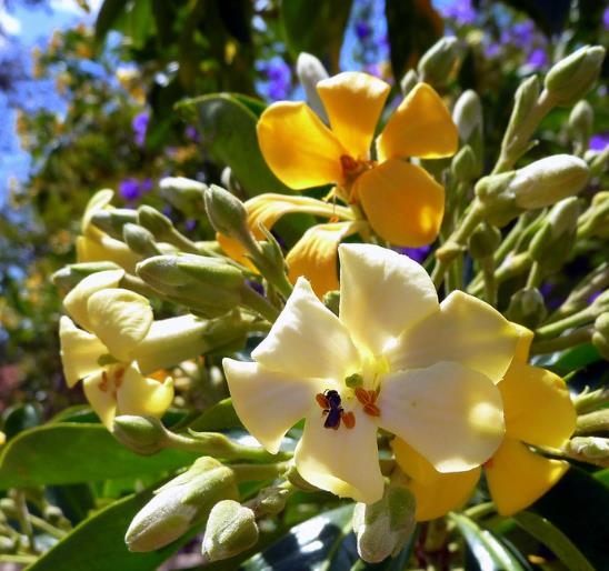 Hymenosporum flavum - Manacá Australiano, Plumeria Australiana Tricolor