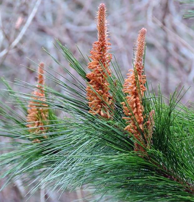 Pinus maximinoi (Pinus tenuifolia) - Pinheiro Maximinoi, Pinheiro de ponta fina, Pinabete