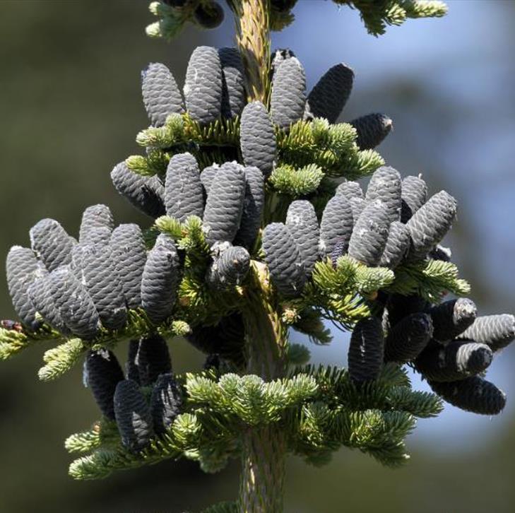 Abies amabilis - Abeto de Prata, Abeto Prateado do Pacífico, Cascade Silver Fir