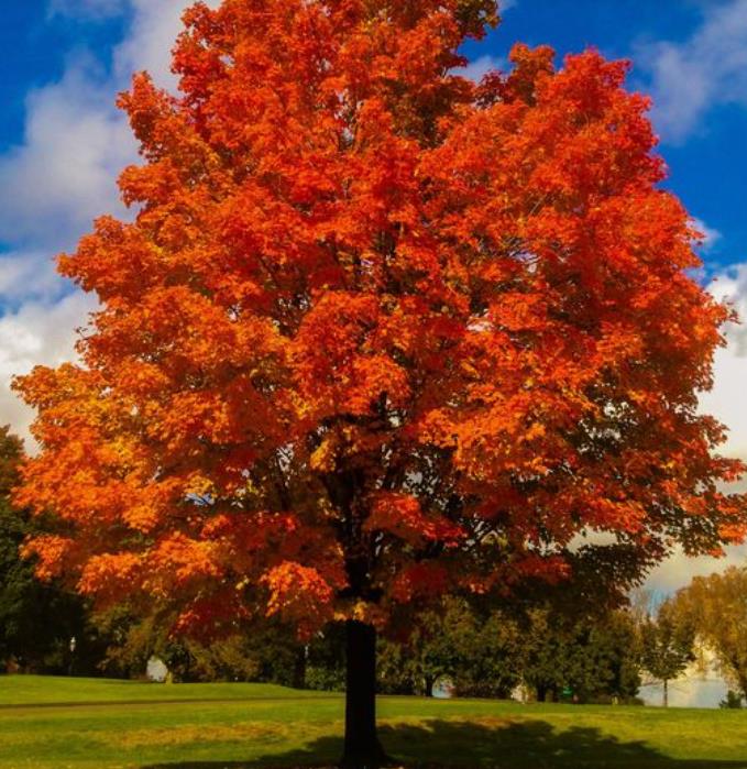 Liquidambar styraciflua - Liquidâmbar, Sweet-gum