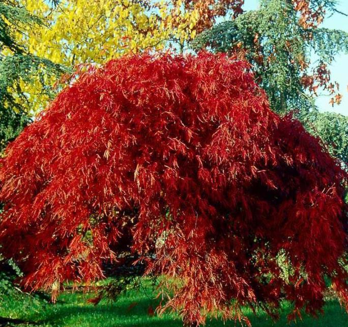 Acer palmatum Dissectum - Maple Folha de Renda, Maple Cascata, Bordo Cascata