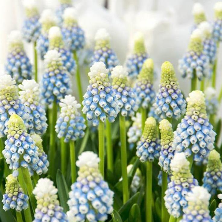Muscari spp Mix - Jacinto Uva Floração Mix
