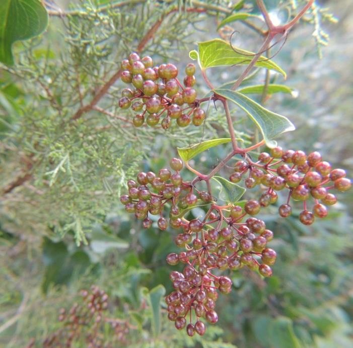 Smilax aspera - Salsaparrilha, Trepadeira Salsaparrilha, Zarzaparilla, Alegria do Campo