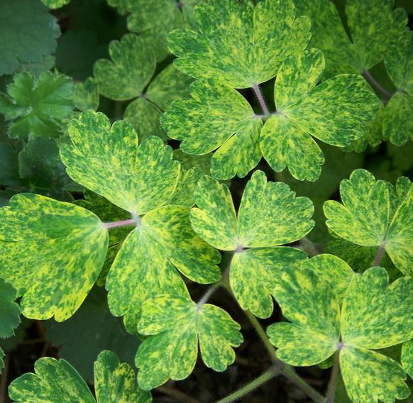 Aquilegia vulgaris Woodside variegata - Aquilegia Variegata, Rosa Columbina Variegata