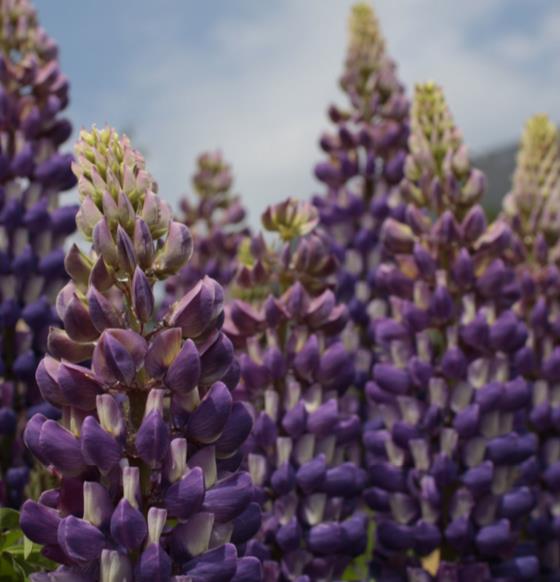 Lupinus polyphyllus New Millenium - Tremoço novo milênio, Tremoço novo milênio multi-colorido