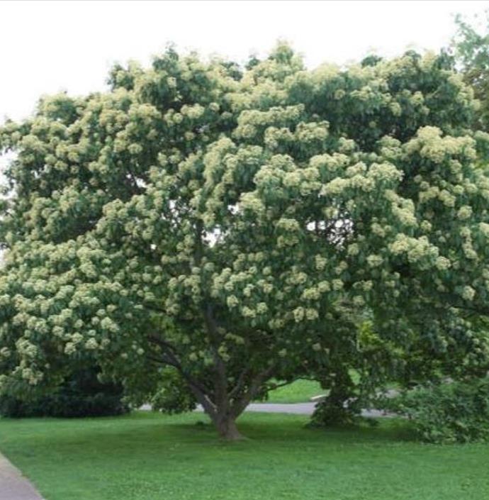 Tetradium danielli (Euodia hupehensis) - Árvore Abelha, Bee-Bee Tree, Árvore do Mel, Evodia
