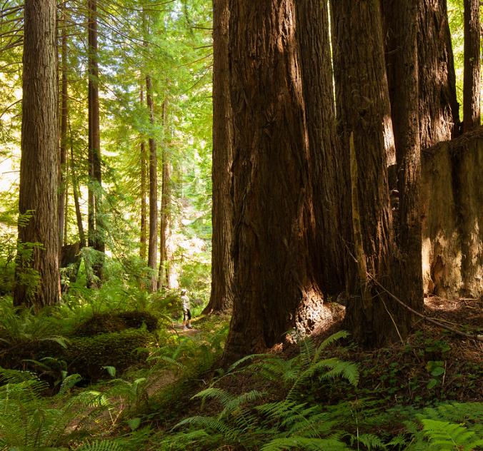 Sequoia sempervirens - Sequoia Sempre Verde, Sequoia Costeira, Sequoia Vermelha, Coast Redwood