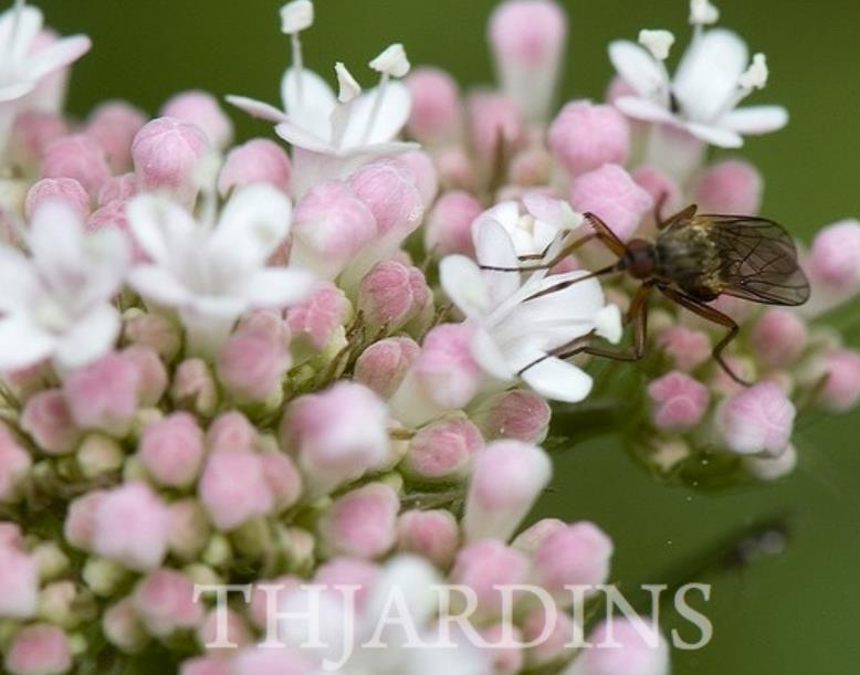 Valeriana Officinalis Anthos - Erva De São Jorge, Valeriana
