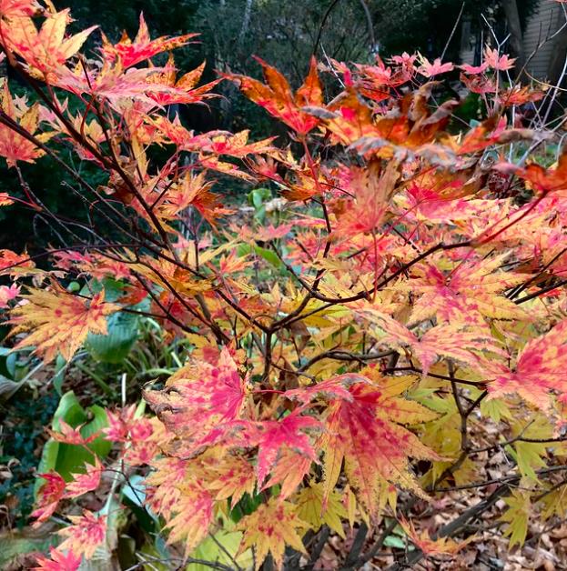 Acer pseudosieboldianum - Maple Purplebloom, Bordo Coreano