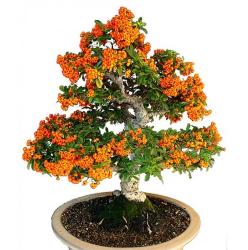 Hippophae rhamnoides (Elaeagnus rhamnoides) - Cereja do Mar, Espinheiro Marítimo, Sea Buckthorn