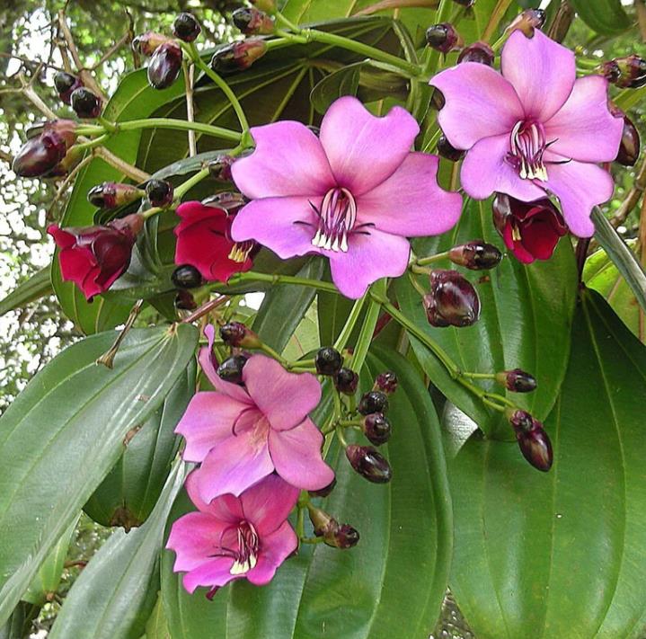 Meriania nobilis - Manacá Colombiano, Meriania, Amarrabollo, Amaraboyo