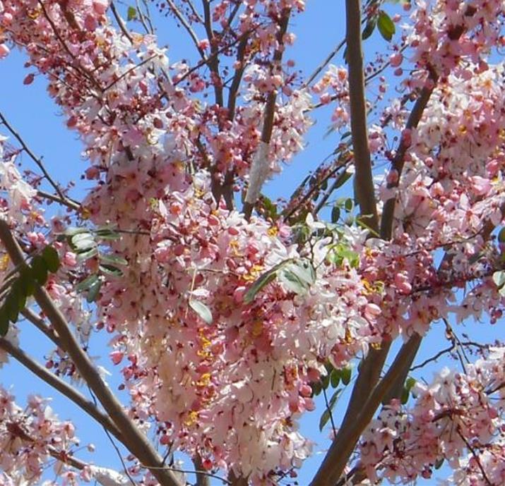 Cassia bakeriana  - Cassia Flor de Macieira Anã, Cássia Chuveiro Cor-de-rosa, Árvore dos Desejos