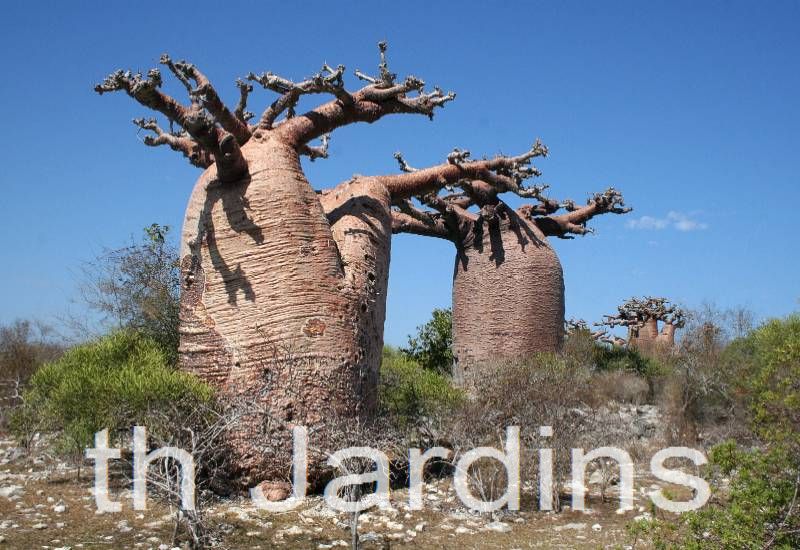 Adansonia rubrostipa - Baobá fony