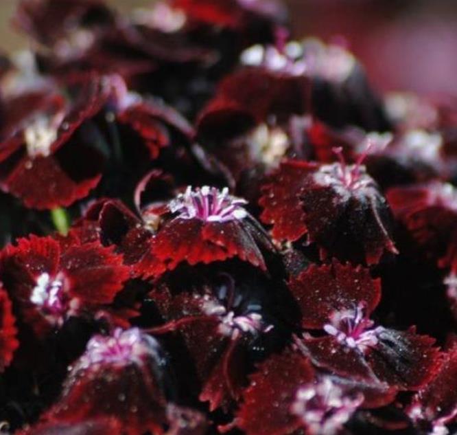 Dianthus barbatus Oeschberg - Flor Divina Oeschberg, Cravo Barbudo, Rosa Oeschberg, Cravina Oeschberg