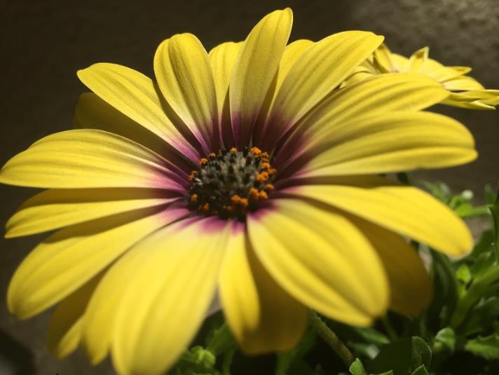 Osteospermum ecklonis (Dimorphotheca ecklonis) mix - Margarida do cabo mix, Estrela do Veldt, Margarida marinheiro, Marg